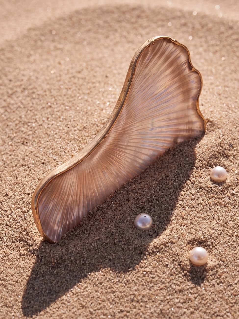 Shell patch standing upright in sand, catching late-afternoon light